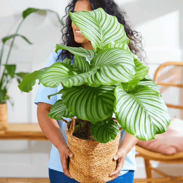 image of Premium house plant