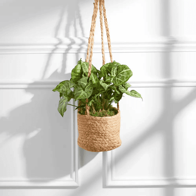 image of Bouquet or house plant