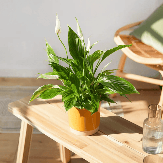 image of House plant