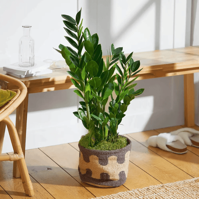 image of Large house plant